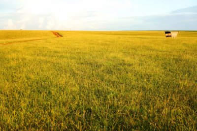 Campo dourado