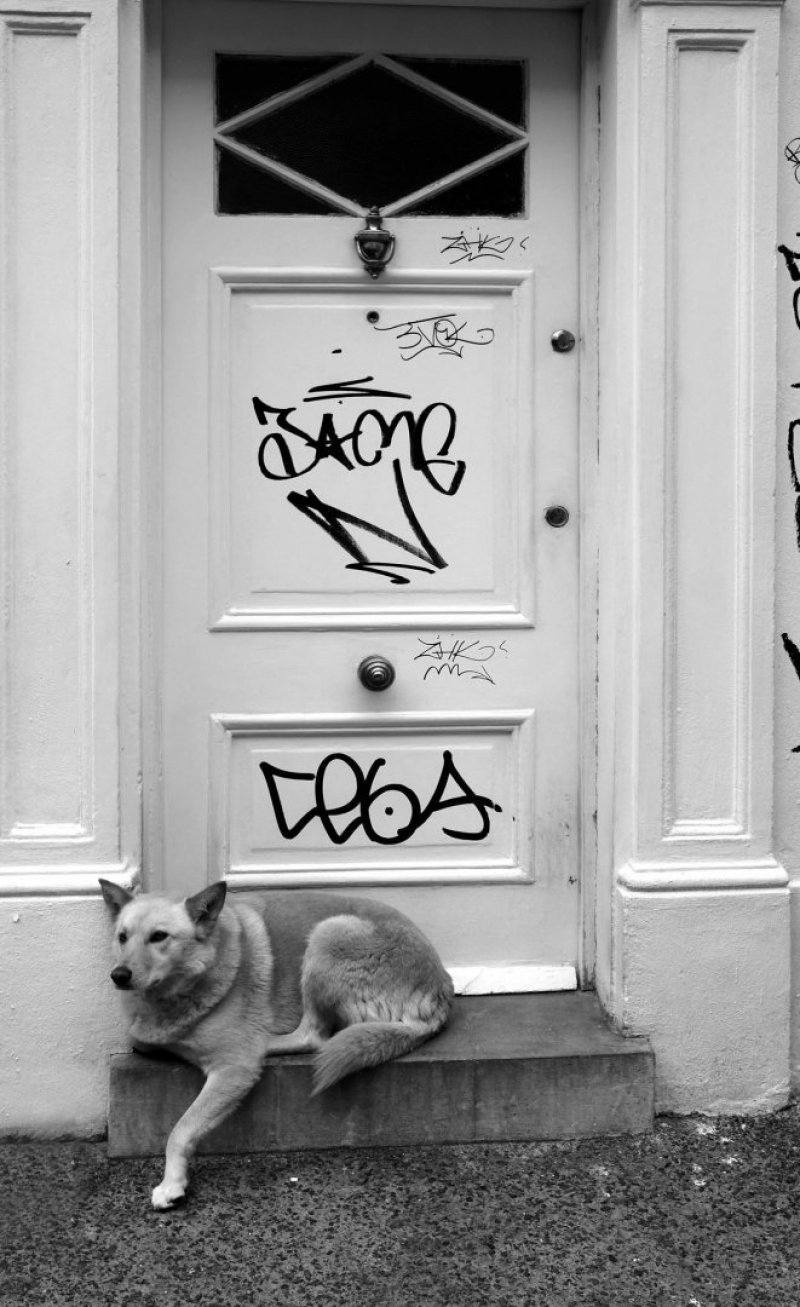 cachorro cão animal domestico porta grafite pixação vandalismo fidelidade fiel descanso cao 