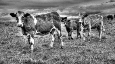 Cows in the field