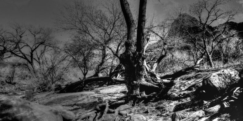 Estados Unidos Nevada parque natureza paisagem arvore árvore 