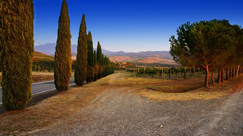 Árvores Céu Caminho Estrada Terra Chão Pedra Interior Campo Plantação cipreste Itália ciprestes Montalcino Toscana estrada caminho