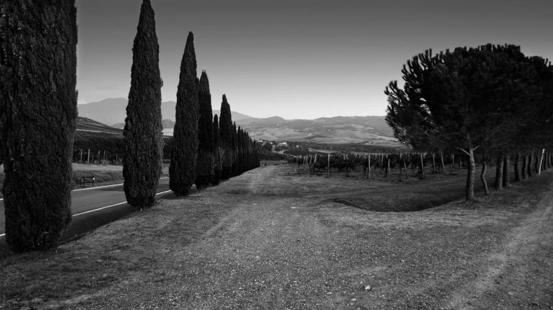 Árvores Céu Caminho Estrada Terra Chão Pedra Interior Campo Plantação cipreste Itália ciprestes Montalcino Toscana estrada caminho