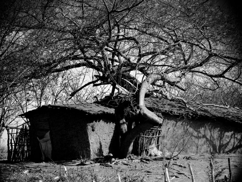 arvore antiga velha natureza casa residência moradia árvore