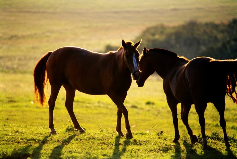 animal cavalo cavalos casal campo fazenda rural agronegócio