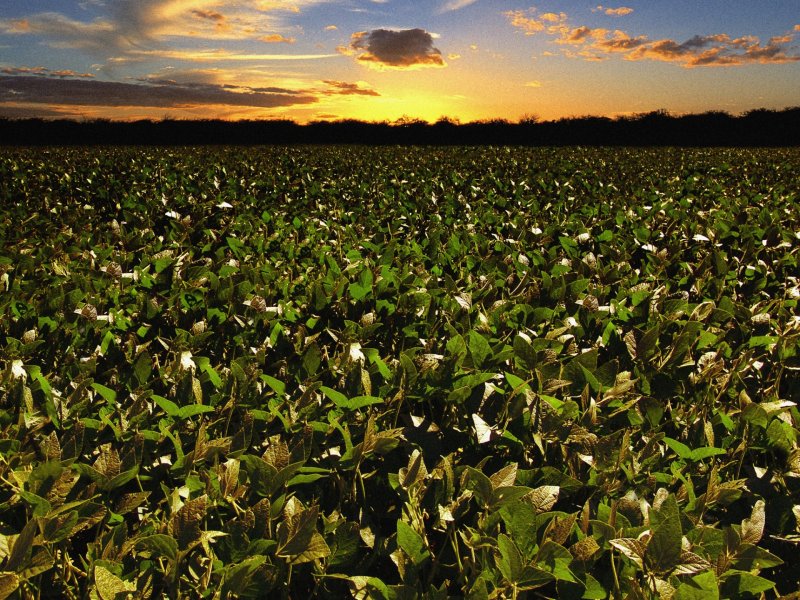 agricultura campo plantação soja lavoura plantacao agro negocio negocio agronegócio