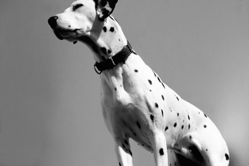 Animal cachorro doméstico amigo cão dalmata cao domestico