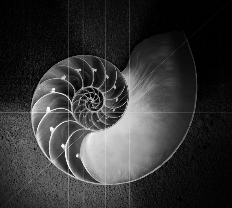 Precisão perfeito caracol espiral curva corte contemporâneo curvas câmaras circular matemática inteligente redondo  maravilha curva projeto macro detalhe perfeito perfeição  escudo habilidade maravilhoso acústico perfeicao matematica 