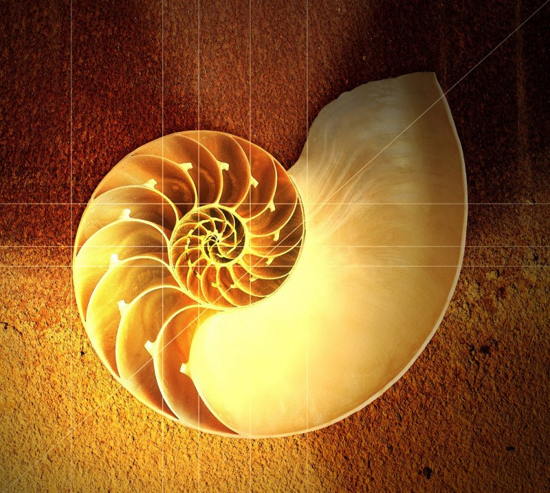 Precisão perfeito caracol espiral curva corte contemporâneo curvas câmaras circular matemática inteligente redondo  maravilha curva projeto macro detalhe perfeito perfeição  escudo habilidade maravilhoso acústico perfeicao matematica 