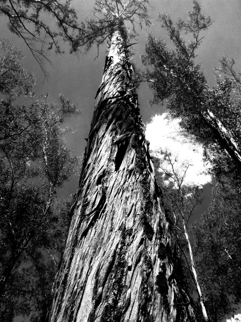 árvore arvore arvores floresta tronco madeira paisagem natureza floresta mata agronegócio