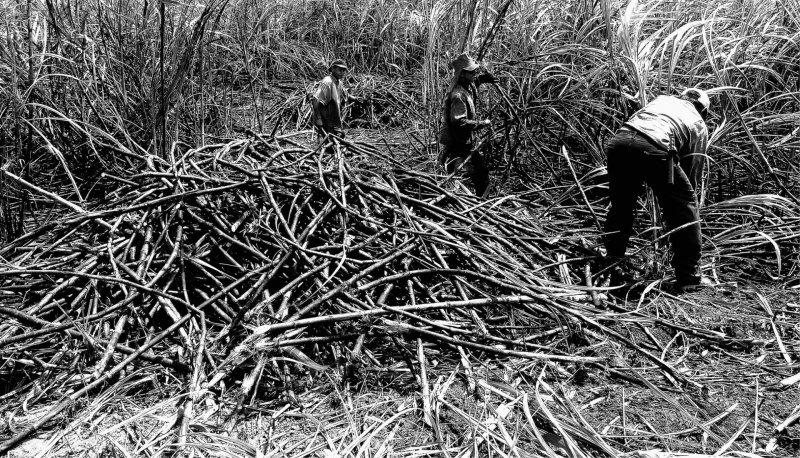 Plantação Faca Corte Lavoura Terra Campo Interior Trabalho Árduo Forte Pesado Sol Cansaço cansar Trabalhadores Homens Cana de Açúcar Natureza Suor Explorar Exploração Dignidade Força Guerreiro Dark Família Conjunto Grupo Time Escravo Mão de Obra Mercado Venda Produção Bens Matéria Prima Natural colheita colhendo cortando