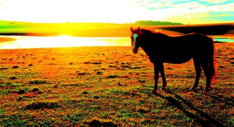 Campo Lago Lagoa Cavalo Animal Égua Pose Encarar Encarando Grana Interior Por do Sol Céu Nuvens Açude Fazenda agronegócio