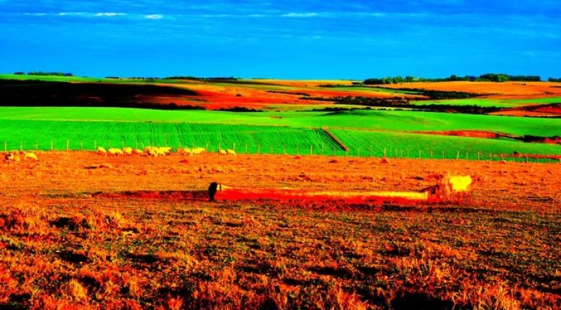 Céu Azul Terra Chão Campo Grama Planta Plantação Plantações Tronco Espaço Paz Calmo agronegócio lavoura