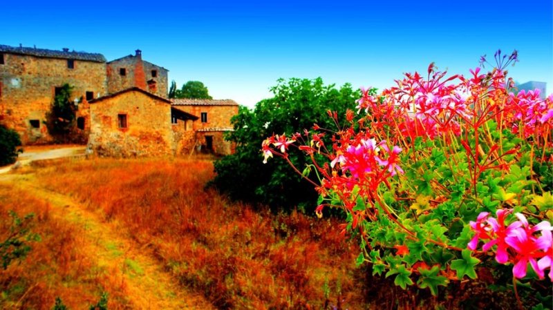 Flores Rosas Flor Planta Rosa Casa Grande Pedra Interior Árvore Árvores Chão Terra Toscana Itália