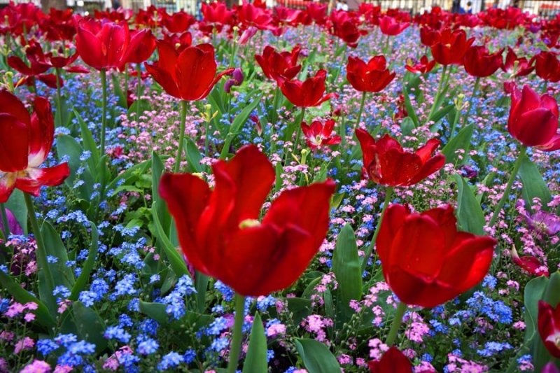 Flor flores jardim primavera Tulipa 