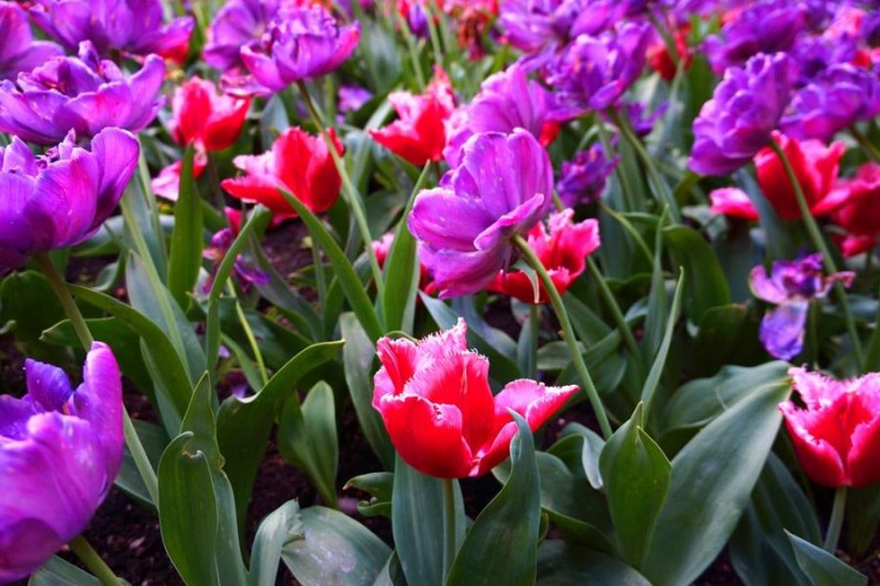 Flor flores jardim primavera lilás