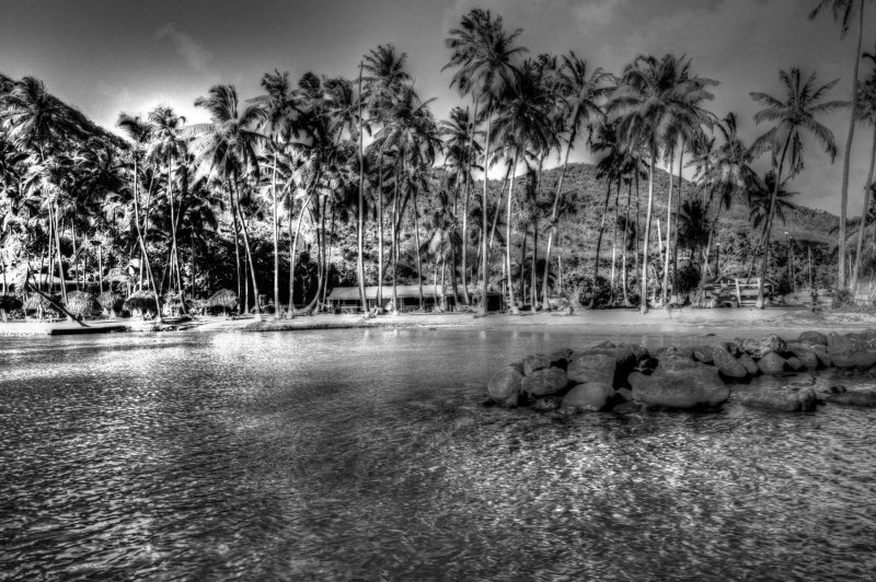 Caribe Antilhas palmeira coqueiro natureza lago rio mar