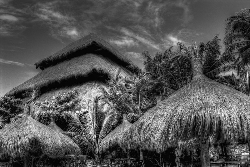 cabana paisagem palmeira palmeiras coqueiro arvore árvore natureza