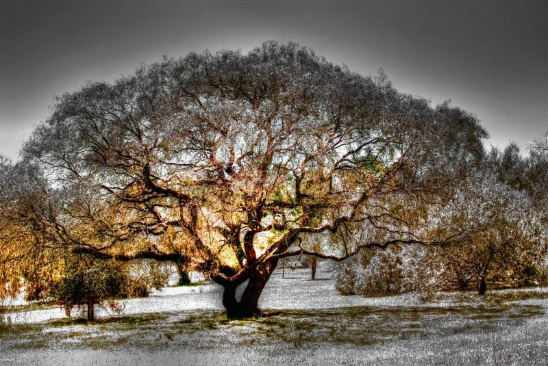 árvore arvore natureza outono inverno