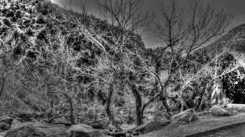 Estados Unidos Nevada parque natureza paisagem arvore árvore rocha