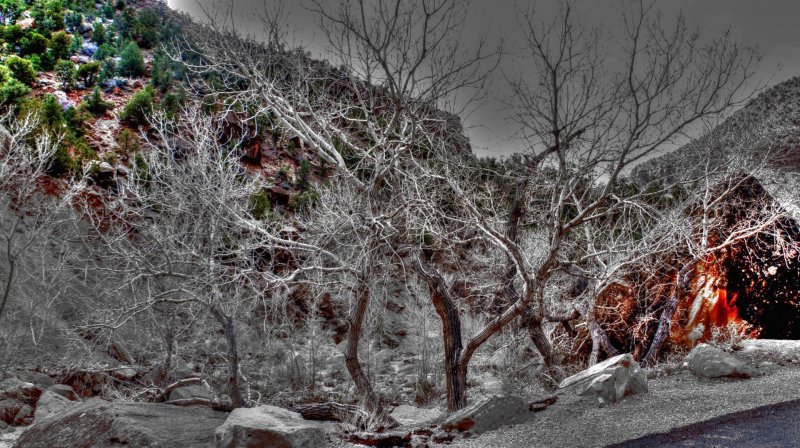 Estados Unidos Nevada parque natureza paisagem arvore árvore rocha