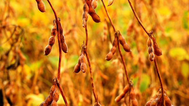 Agricultura plantação lavoura campo soja agronegócio