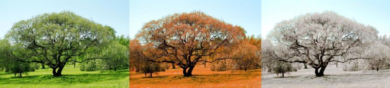 árvore arvores estações primavera inverno outono natureza fase fases tempo