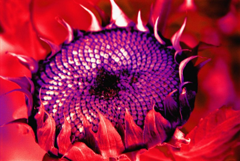 Flor Girassol Colorida Natureza Alternativo cor vermelho close 